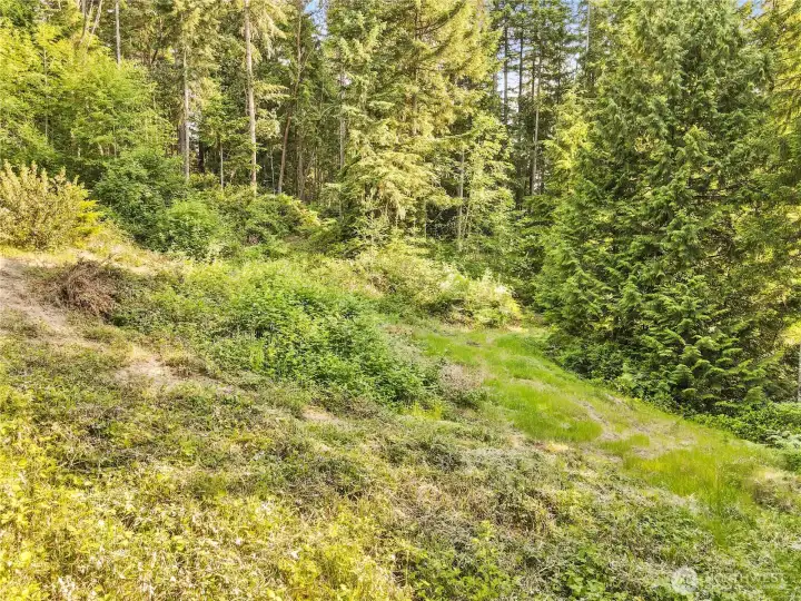 Native trees and bushes around the property.