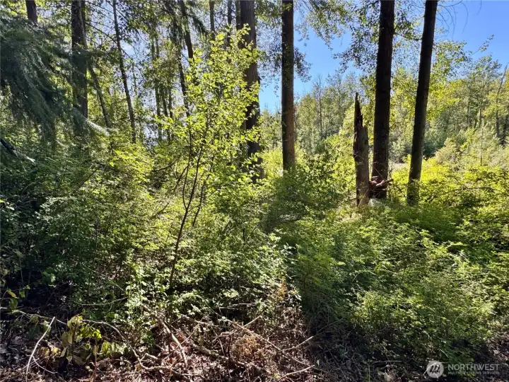 Heavily forested acreage offers the beauty and serenity of a true mountain retreat.