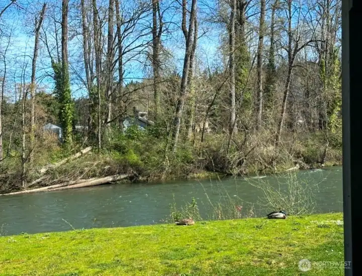 This can be your very own view and daily enjoyment from this condo unit.  Sparkling water and beautiful wildlife abound.