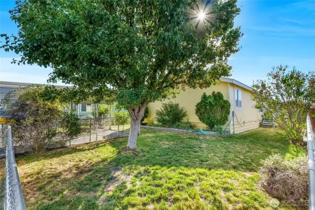A mature shade tree grows in the front yard along with the other bushes (lilac?).