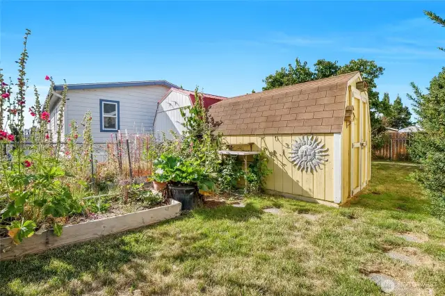 Plant where the sun shines! The back yard has a quaint vibe with the hollyhocks in the garden bed, and the rhubarb in the big barrel next to the shed with the fun sun decor on the side.