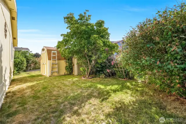 Back here is the secret cottage garden where a variety of shrubs grow.  Put a table and chairs back here for your morning coffee or hot tea and enjoy the roses.