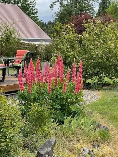 Flowers on Back Porch
