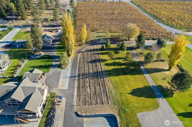 VINEYARD