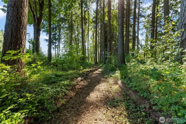 Trail to the lake