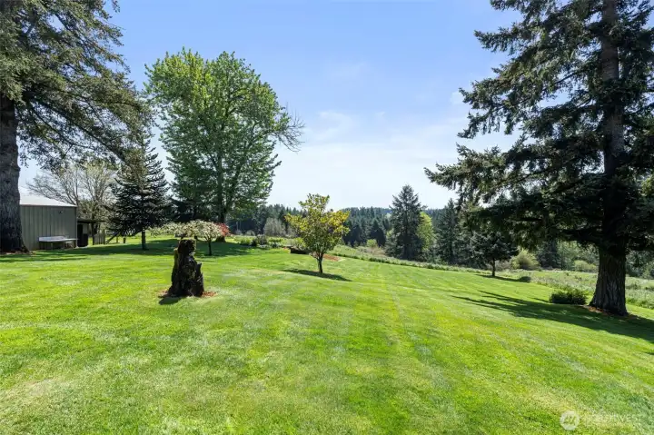 Large, open yard