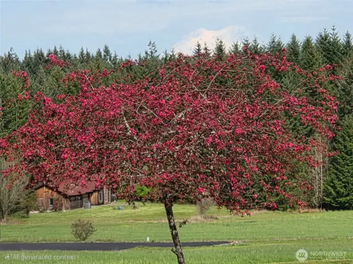 View of Mt Rainier from the front yard
