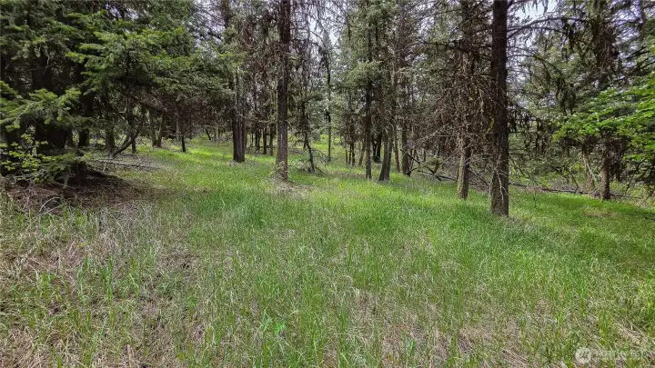 Looking north from the center of the East property. This acreage features multiple level areas ideal for building, plus an absolute abundance of mature timber—perfect for harvesting your own firewood or milling lumber for your new home!