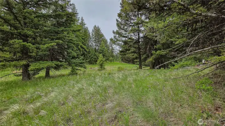 Looking south along the western parcel's north-south access road. This established, grassy pathway provides convenient internal navigation through the dense timber and the perfect footprint for your future private driveway!