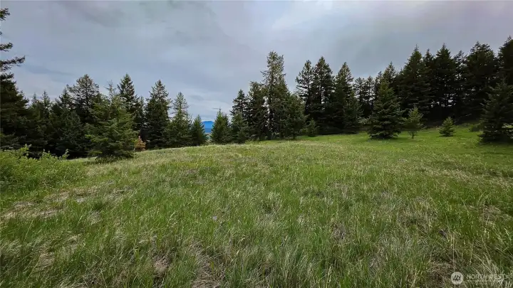Looking south from the center of the western property. This sunlit, south-facing meadow offers a fantastic, gently sloping building site with peek-a-boo mountain views, completely surrounded by private, mature timber!
