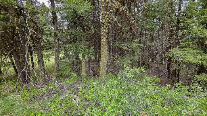 Looking East from the center of the West property.