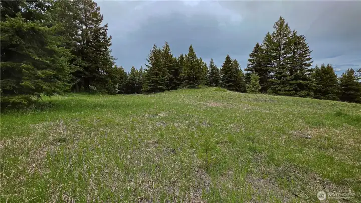 Looking north across the western parcel's spacious clearing. When you tour the land, walk up to the single evergreen on the hill in the center of the photo—it's a great natural landmark and an ideal vantage point to envision your secluded dream home!