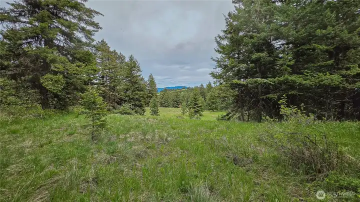 Looking east across the expansive western clearing. The mature timber naturally frames a beautiful view corridor toward the distant mountains, offering a perfect, sunlit meadow for your morning coffee and your dream build!