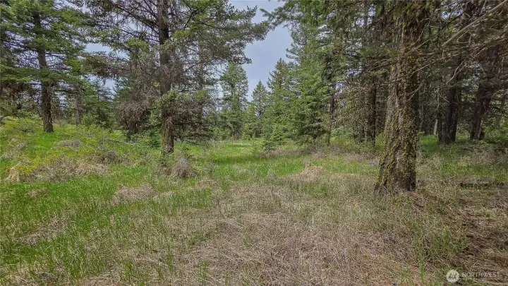 Looking north from the western edge of the property. This established, grassy access road winds beautifully through dense, mature timber, providing a highly convenient and completely private route to the northern acreage!