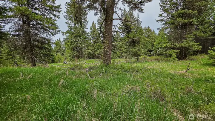 The upper western clearing! Looking north, this vibrant, elevated meadow is completely enveloped by mature timber, offering a remarkably level and incredibly private build site right at the top of the property.