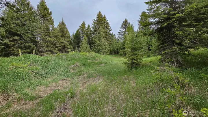 Looking south from the far northwest end of the property. This lush, rolling natural pathway invites you deep into the dense timber, showcasing the incredible privacy and usable space this land provides right up to the boundary lines!