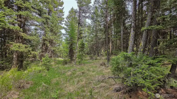A playful woodland hideaway! Looking south from the northern end of the western parcel, these secluded clearings in the mature timber are just begging for a creative fort, treehouse, or a rustic adventure camp. The ultimate private forest escape!