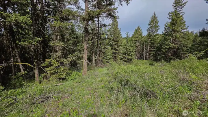 Looking southeast into the dense timber. This beautifully secluded section of the property features mature evergreens and vibrant undergrowth, offering an incredibly private, off-grid feel!