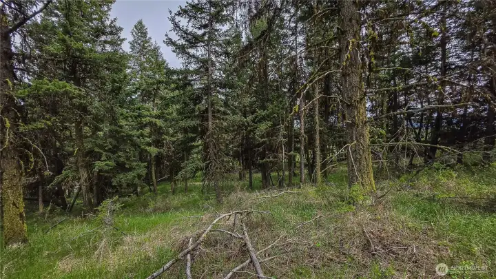 Tucked away in the timber! This heavily wooded property is dotted with hidden, level clearings just like this one, offering multiple perfectly secluded spots for your custom cabin, off-grid camp, or woodland fort.