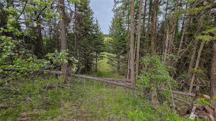 The perfect natural corridor! This rustic, wooded pathway seamlessly connects the western parcel to the expansive clearing on the eastern property, offering incredibly private internal access through the dense timber.