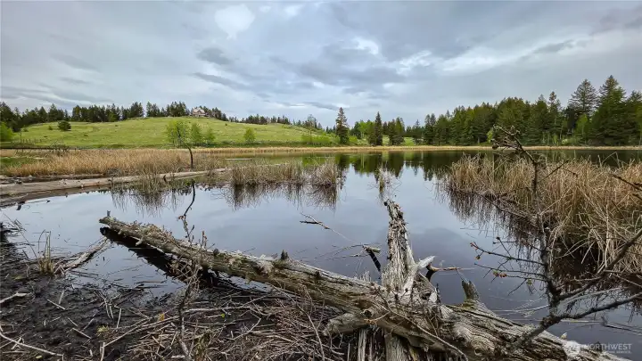 Looking northeast across Teal Lake! This incredibly peaceful, natural shoreline provides expansive views of the surrounding rolling hills and timber, offering a perfect, rugged Okanogan County waterfront experience.