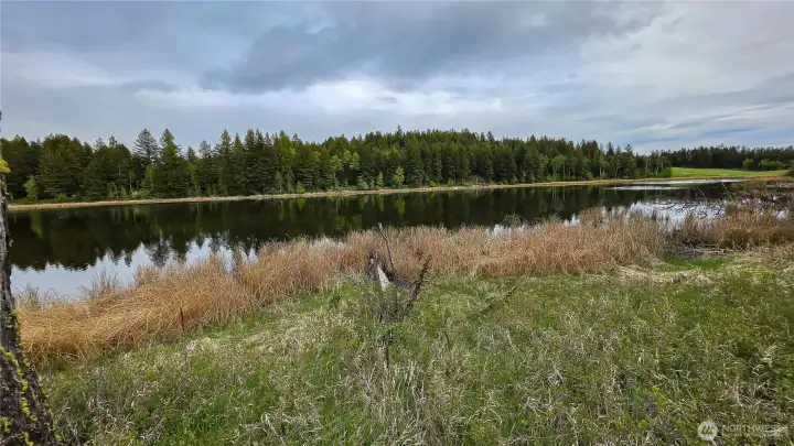 Looking southeast across Teal Lake. This gentle, grassy bank offers a fantastic spot to take in the mirrored reflections of the dense evergreen forest opposite your private shoreline!
