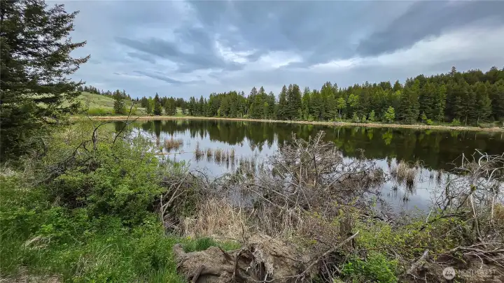 Looking northeast from the southern portion of the property's shoreline. This rugged, natural stretch of waterfront offers incredible privacy, abundant wildlife habitat, and stunning, glassy reflections of the surrounding evergreen hills!