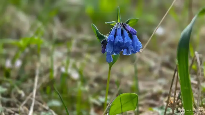 The property is alive with color! Native wildflowers, like these beautiful bluebells, dot the landscape, showcasing the pristine and healthy natural ecosystem of your future woodland retreat.