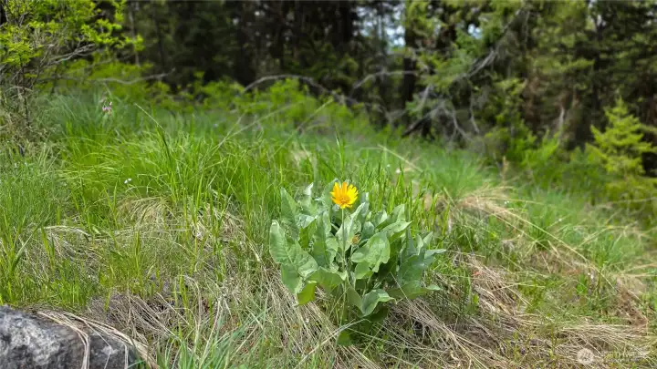 Classic Okanogan County beauty! The property is wonderfully dotted with native flora, including the iconic Arrowleaf Balsamroot, adding bright, cheerful splashes of yellow to your lush woodland retreat.