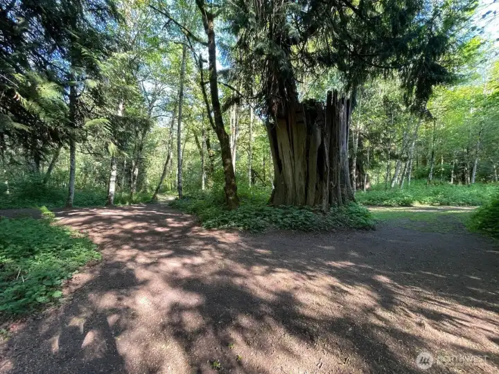 wide trails