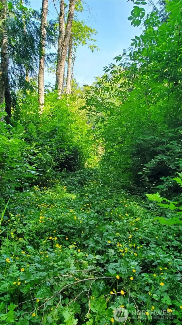 Looking back toward Wood chip pile while standing at Blue dot