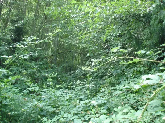 Overgrown easement to lot - Follow arrows