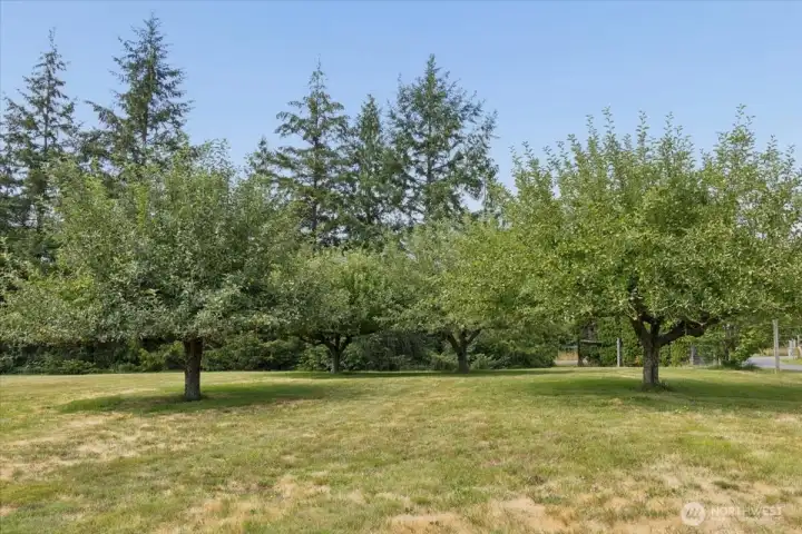 Orchard is nearly ready to harvest apples and plums!