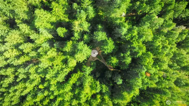 Aerial of the forest and the Yurt