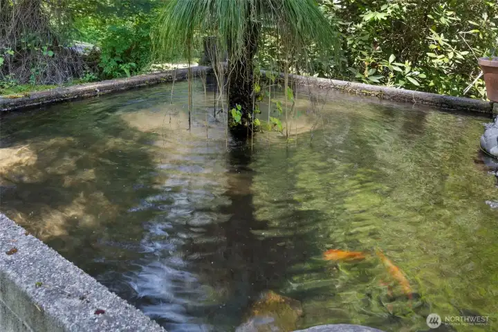 Natural spring fed fish pond Natural spring fed fish pond