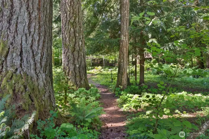 Forest path on property Forest path on property