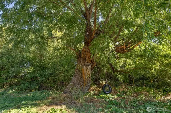 Classic tree swing with tire seat—fun for all ages!