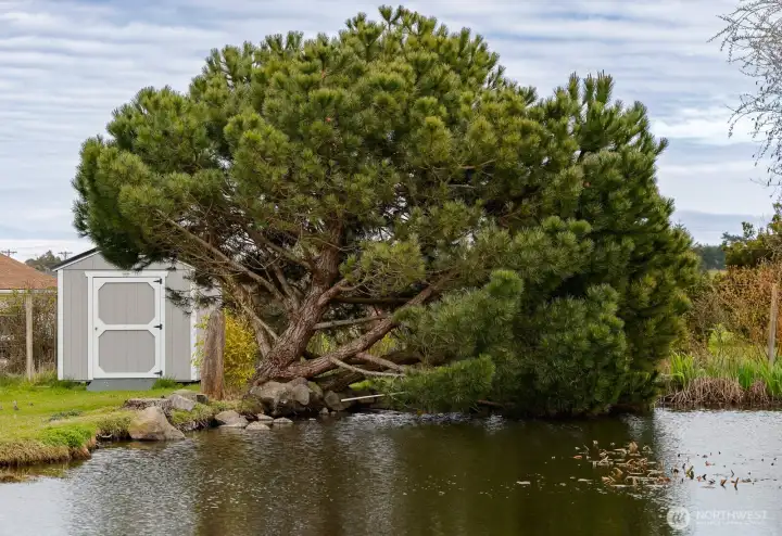 Bonus newer shed next to pond