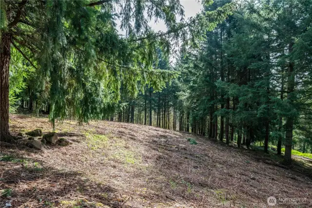 Cleared and ready for your vision. Secluded and private!