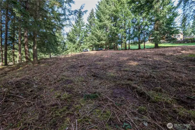 Standing at the bottom of the clearing and looking back towards the potential driveway