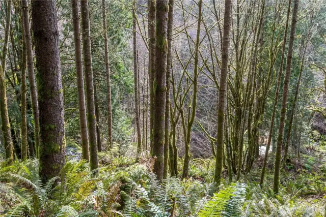 trees down toward the creek