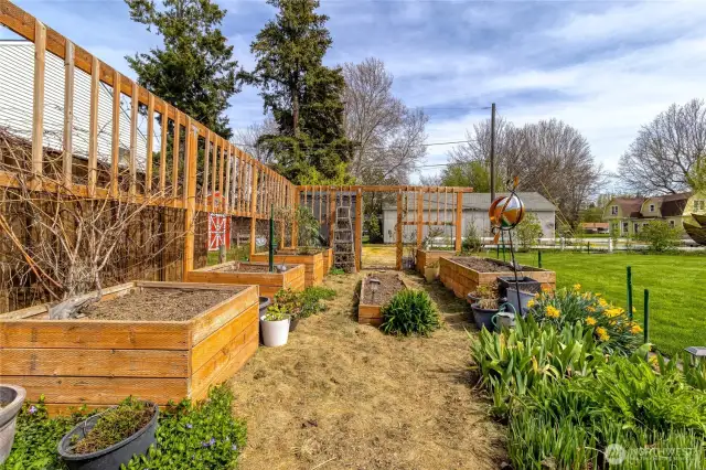 Garden area, climbing roses and grapes