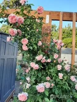 Climbing Roses and vines provide extra privacy when in season