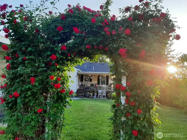 Climbing rose arch when in season