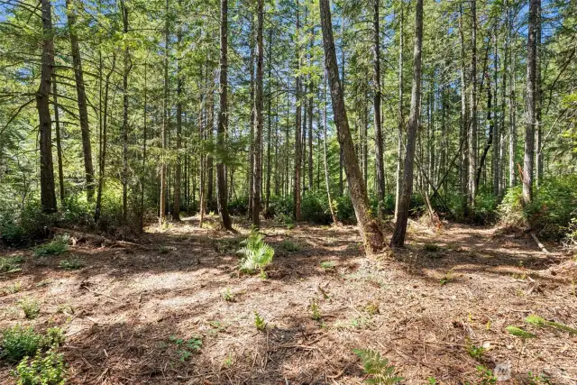 Lightly treed and mostly level.  2.47 acres on Parcel B.