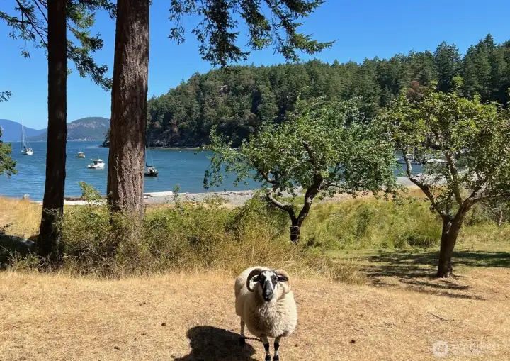 No need for a lawn mower with these guys on the job.