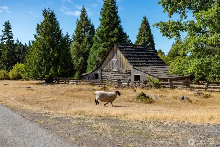 Resident sheep flock keeps the historic ranch looking well kept.