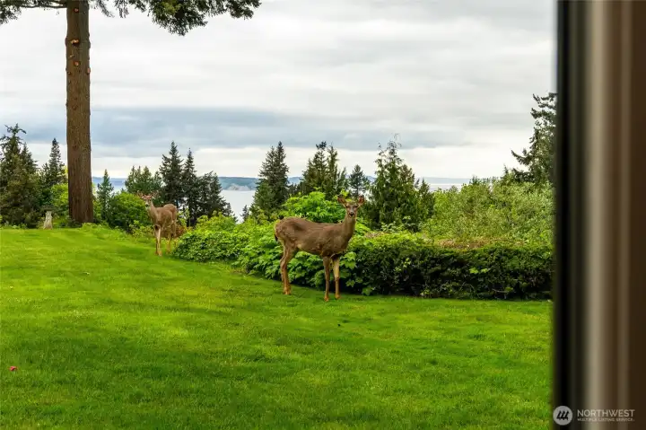 Deer like to visit in the spring.