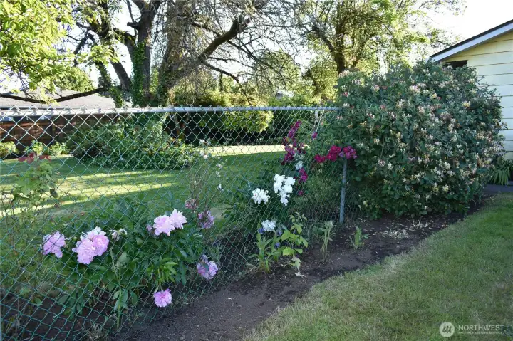 Beautiful flowers, peonies, roses, tulips, honeysuckle Beautiful flowers, peonies, roses, tulips, honeysuckle