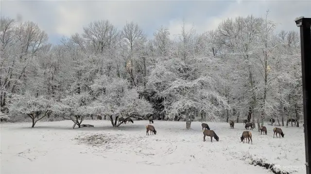 Imagine elk as a backdrop as you are cooking or having chilling inside by the fireplace